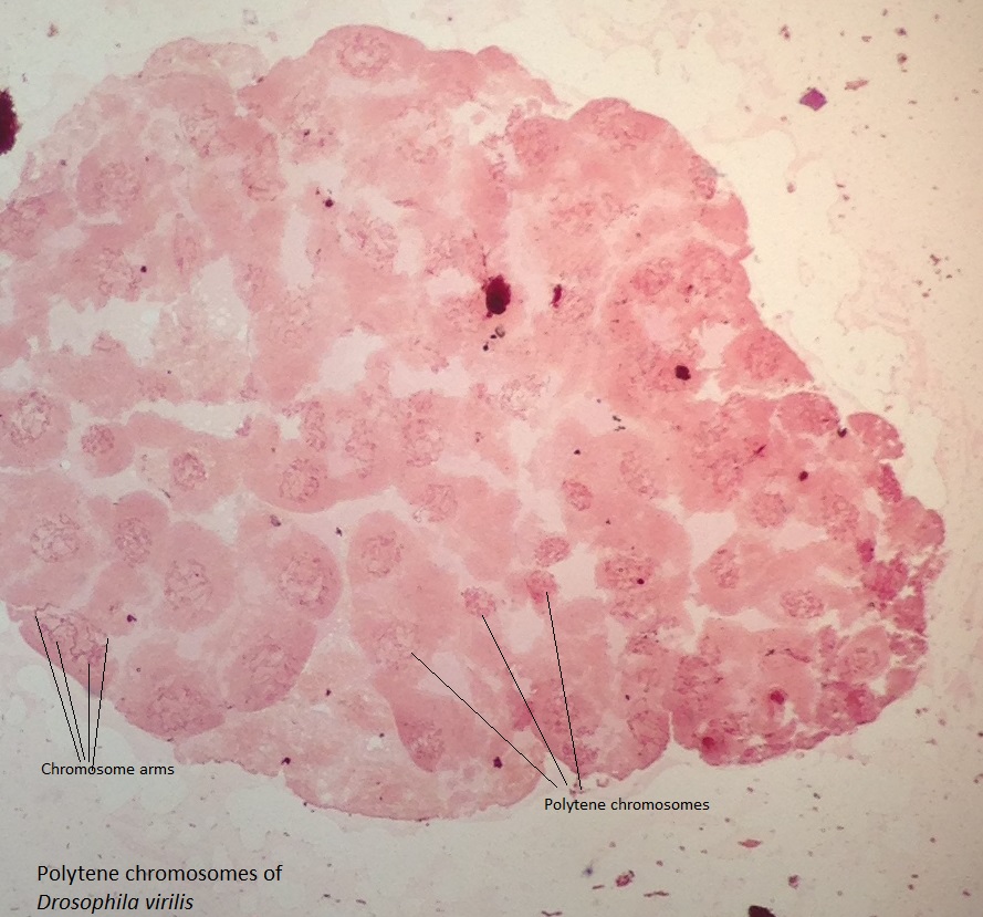 Polytene chromosomes of Drosophila virilis.