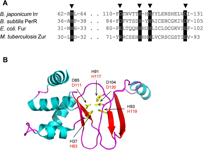 The sequence alignment of Bradyrhizobium japonicum Irr and Escherichia coli Fur family proteins