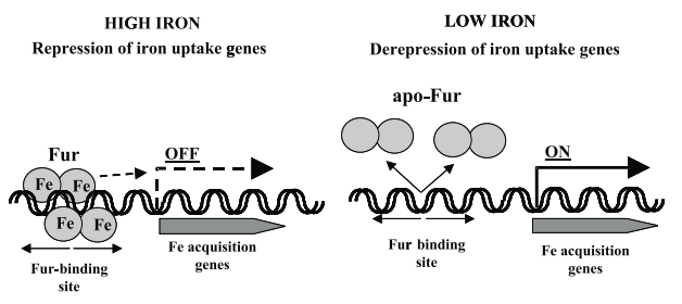 A schematic representation of Fur-mediated gene expression
