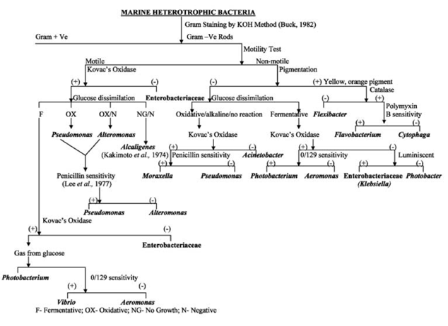 Example of a flow chart used for sequential organism identification