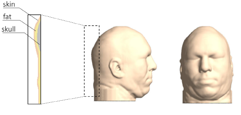 Side and Front view of the head model (Katzengold & Gefen, 2019).