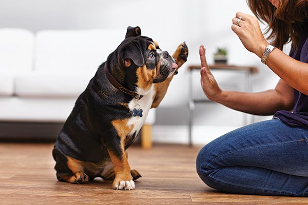 Dog Training at Home – Possible or Not? | Free Essay Example