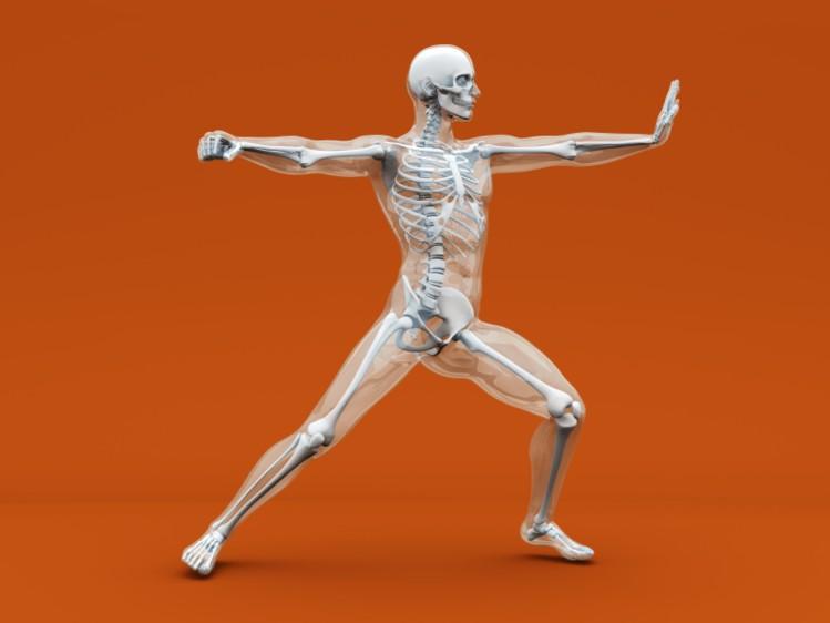 The Musculoskeletal System (Chu)