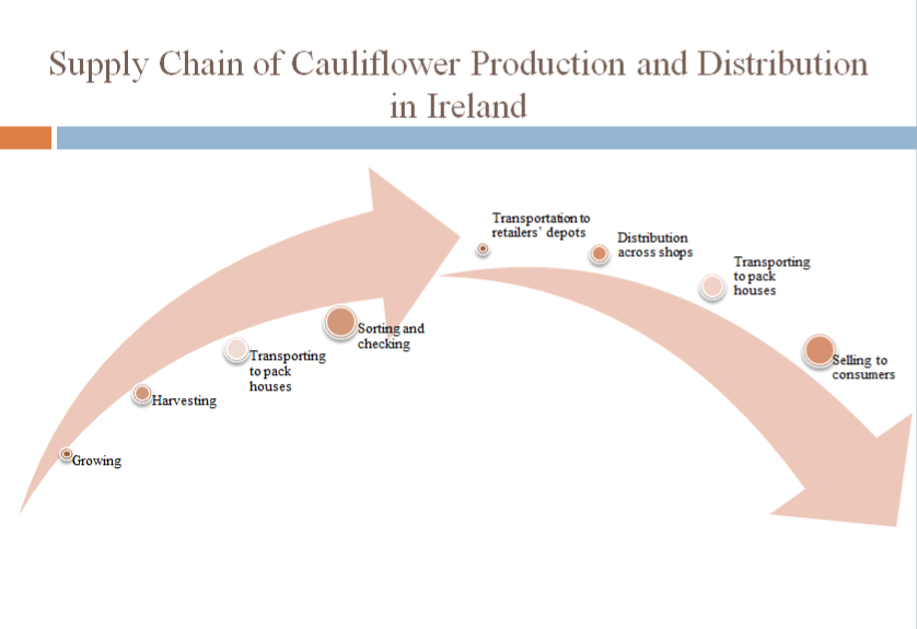 Supply Chain of Cauliflower Production and Distribution in Ireland