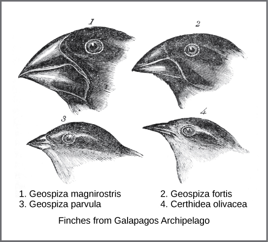 The beak shape variation among finch species