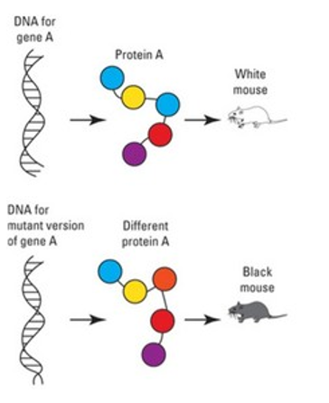 Mutation and evolution.