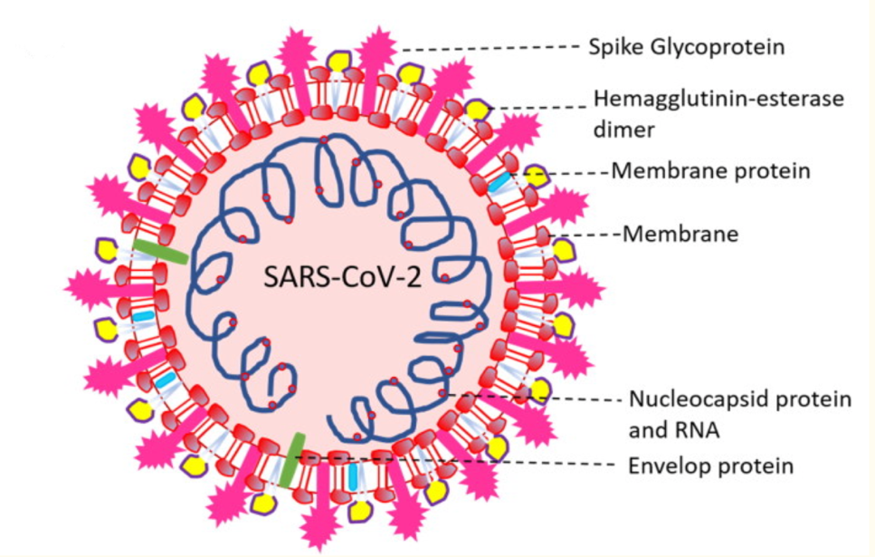 General structure of the SARS-CoV-2 coronavirus