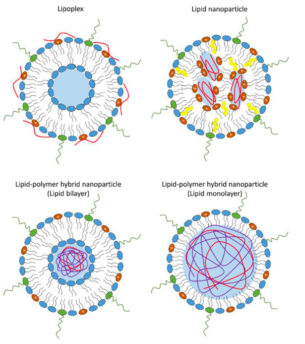 Lipid envelope forms with the potential to move genetic material