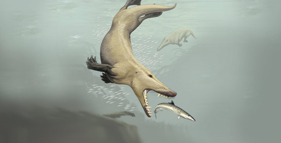 Ambulocetus