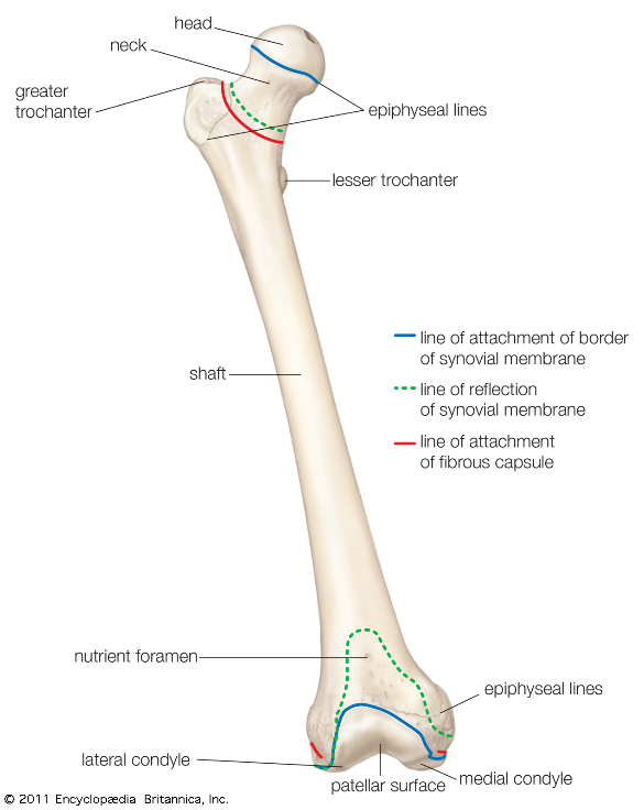 Structure of the long bone 