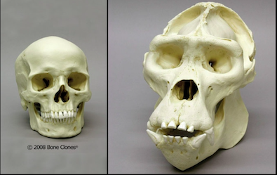 The Ape and Human Skulls Comparison