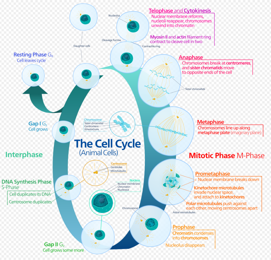 Mitosis in an Animal Cell. Wikipedia