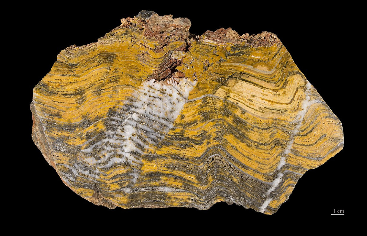 Fossilized stromatolite