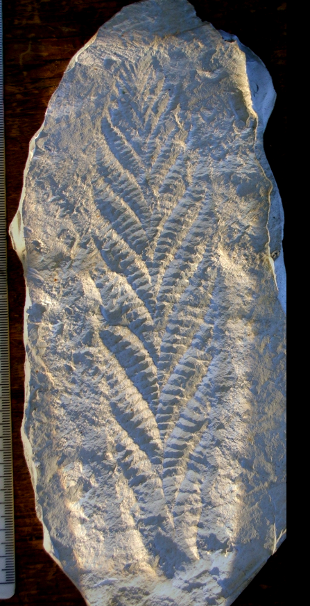 The Specimen is a Cast of the Holotype of Charnia Masoni