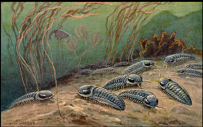 Paleozoic Trilobites