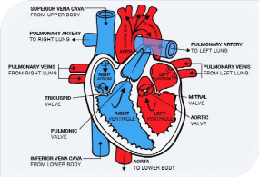 The Circulatory System and How It Works