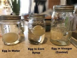 Eggs Images After the Experiment.