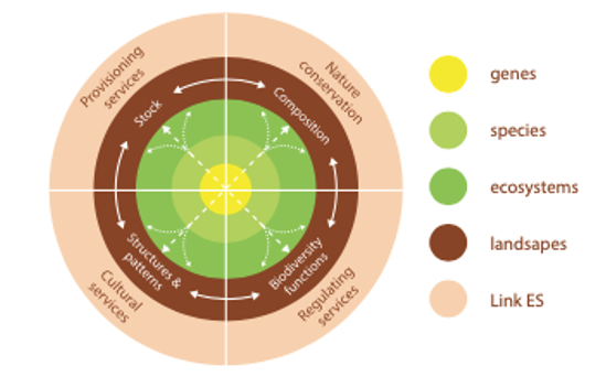 Interconnections between ecosystem services and four levels of biodiversity. ES ecosystem services. 
