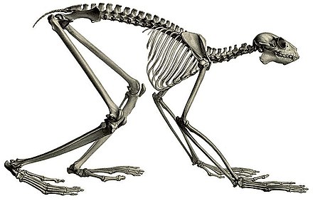 Skeleton Reconstruction of the Indri.