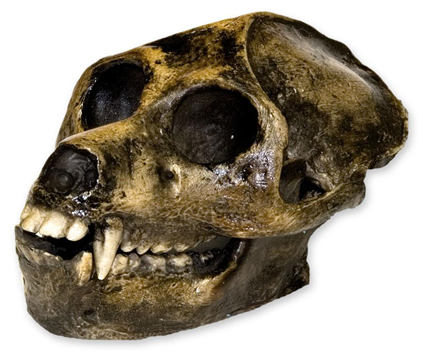 Aegyptopithecus zeuxis (30 Ma, Fayum, Egypt)