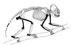 Skeleton Reconstruction of the Aegyptopithecus.