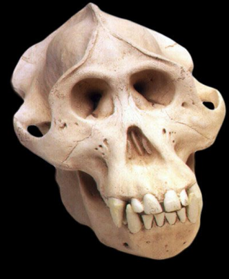 A Skull of the Bornean Orangutan.