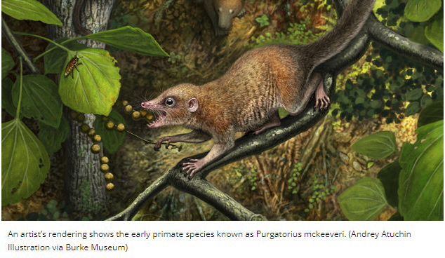 Purgatorius (Early Paleocene, North America)
