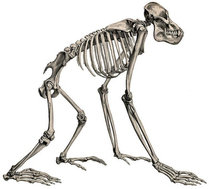 Skeleton reconstruction of Bornean Orangutan.