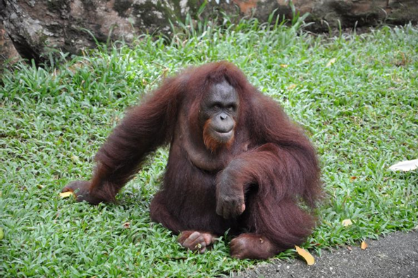A Photograph of a Bornean Orangutan.