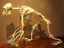 A Chimpanzee (Pan Troglodytes) skeleton.