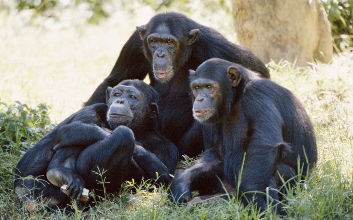 A photograph of a Chimpanzee (Pan Troglodytes).