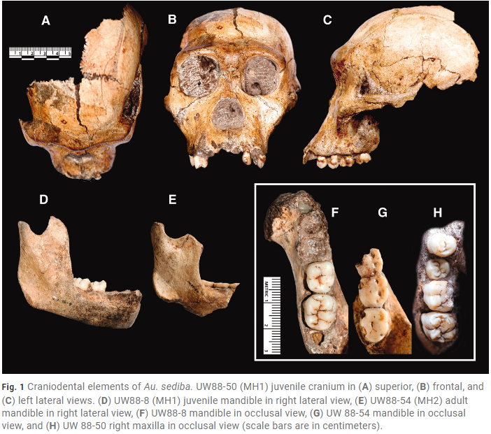 Australopithecus Sediba