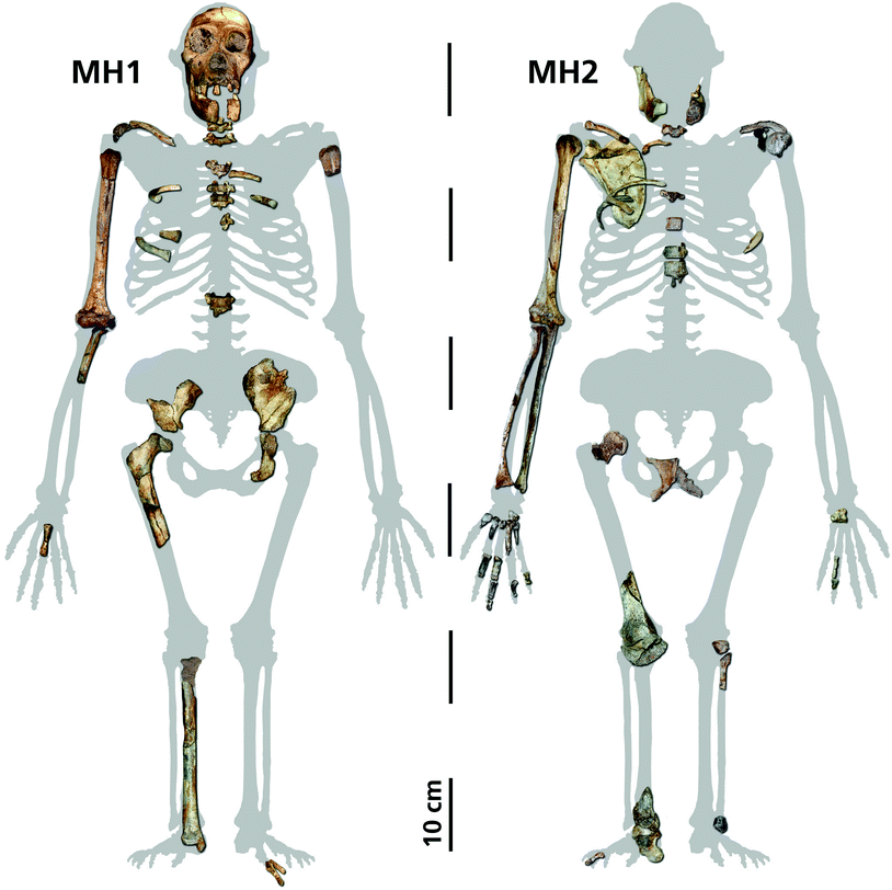 Skeleton Reconstruction of the Australopithecus Sediba.