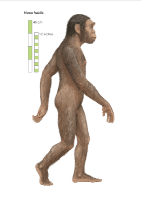 Image Reconstruction of Homo Habilis.