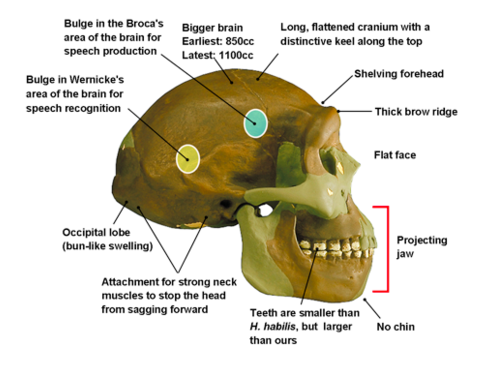 Homo erectus Skull.