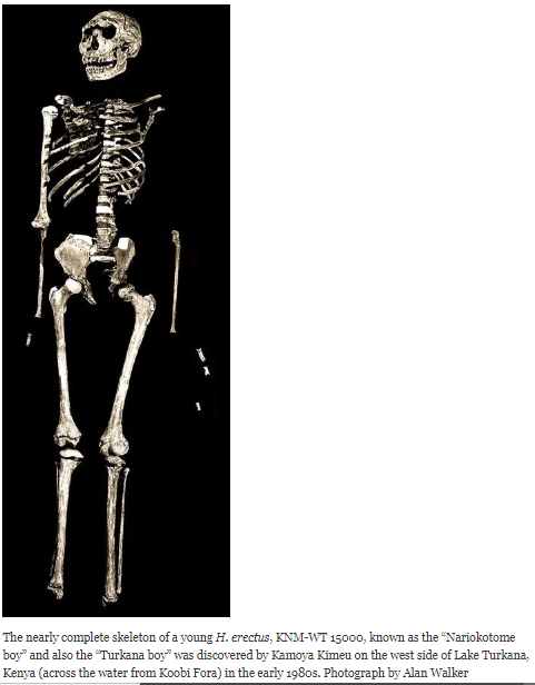 Reconstruction of the Skeleton of Homo erectus.