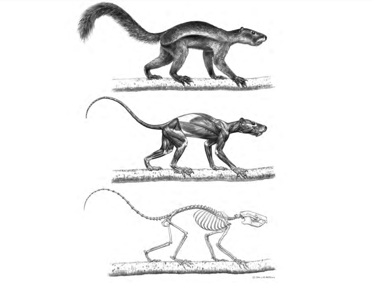 Restoration of the Pelage, Muscle, and Skeleton of the Plesiadapis.