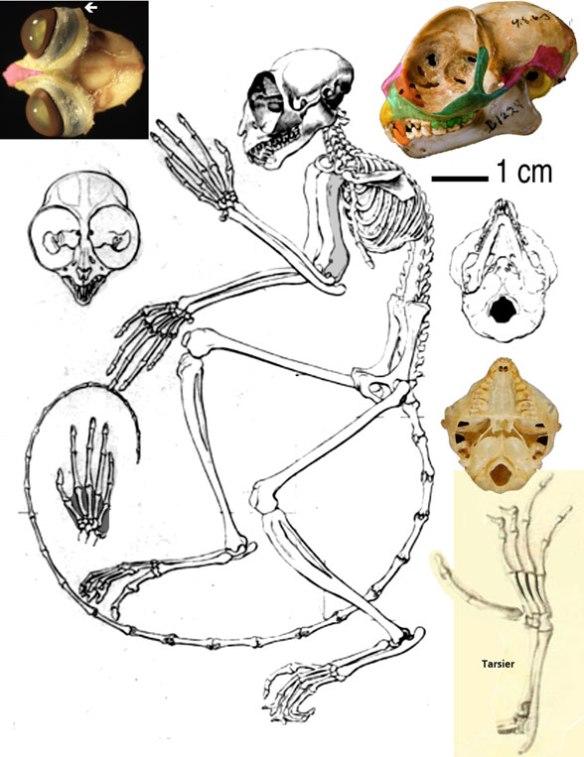 A Skeleton Reconstruction of a Darwinius.