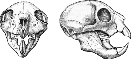 The Skull of the Aye-Aye.