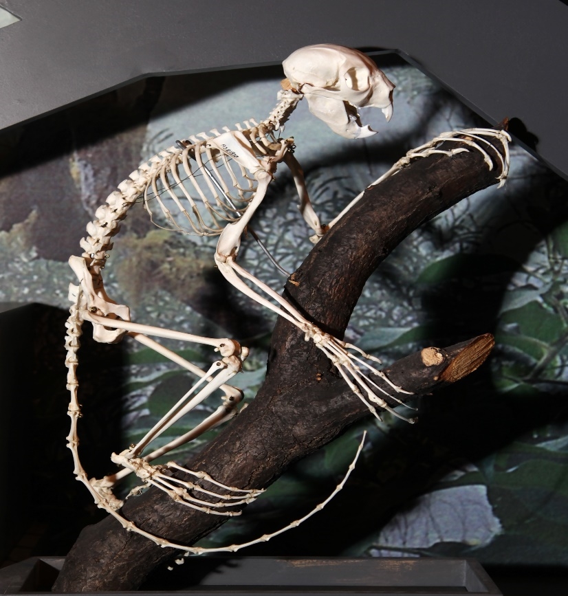 Skeleton Reconstruction of the Aye-Aye.