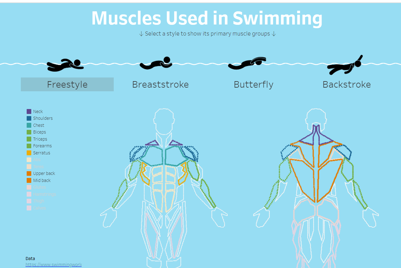  Muscles used during swimming
