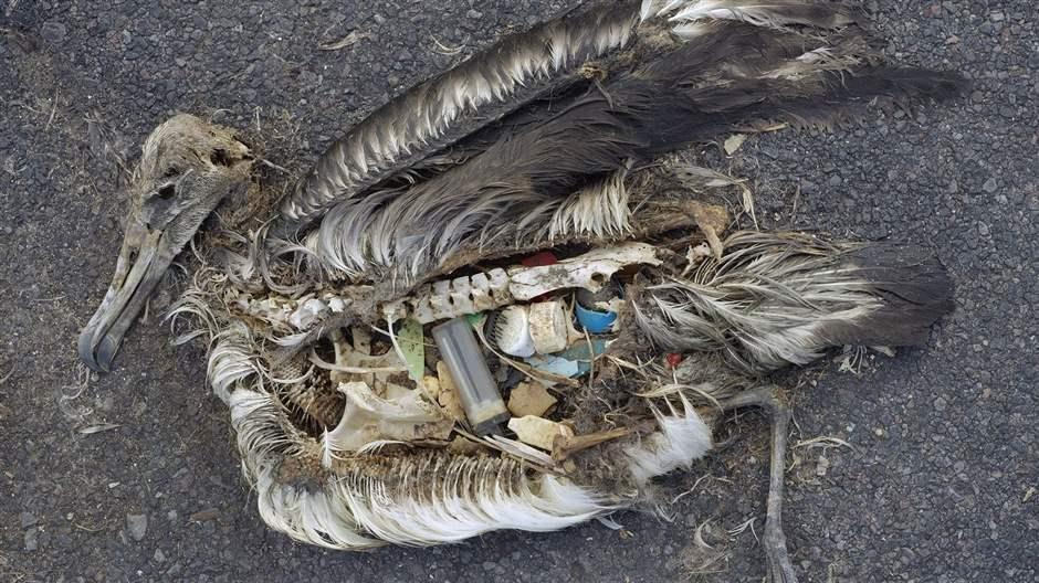 A dead bird with plastic waste inside its stomach 