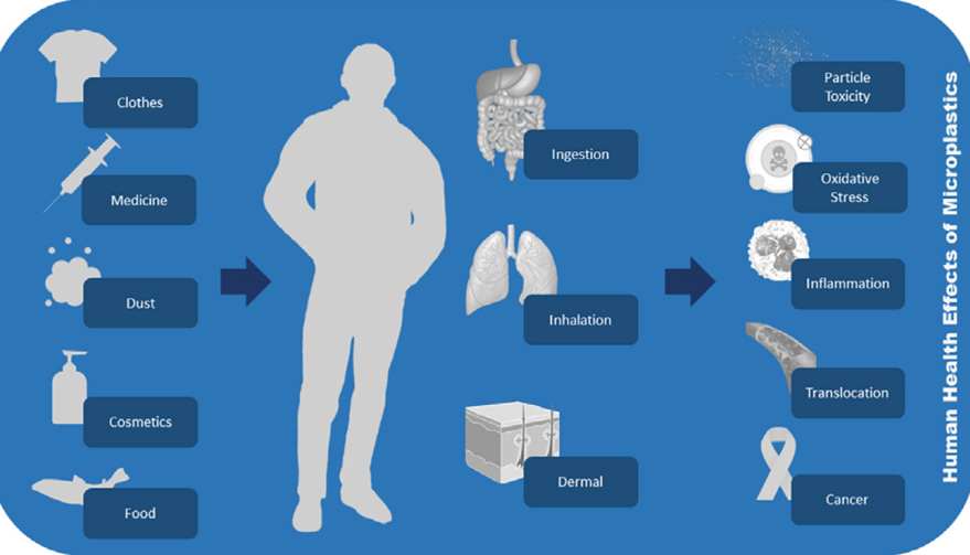 Assumptions about the adverse effects of microplastics on the human body