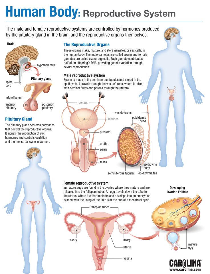 Anatomy of the Reproductive System