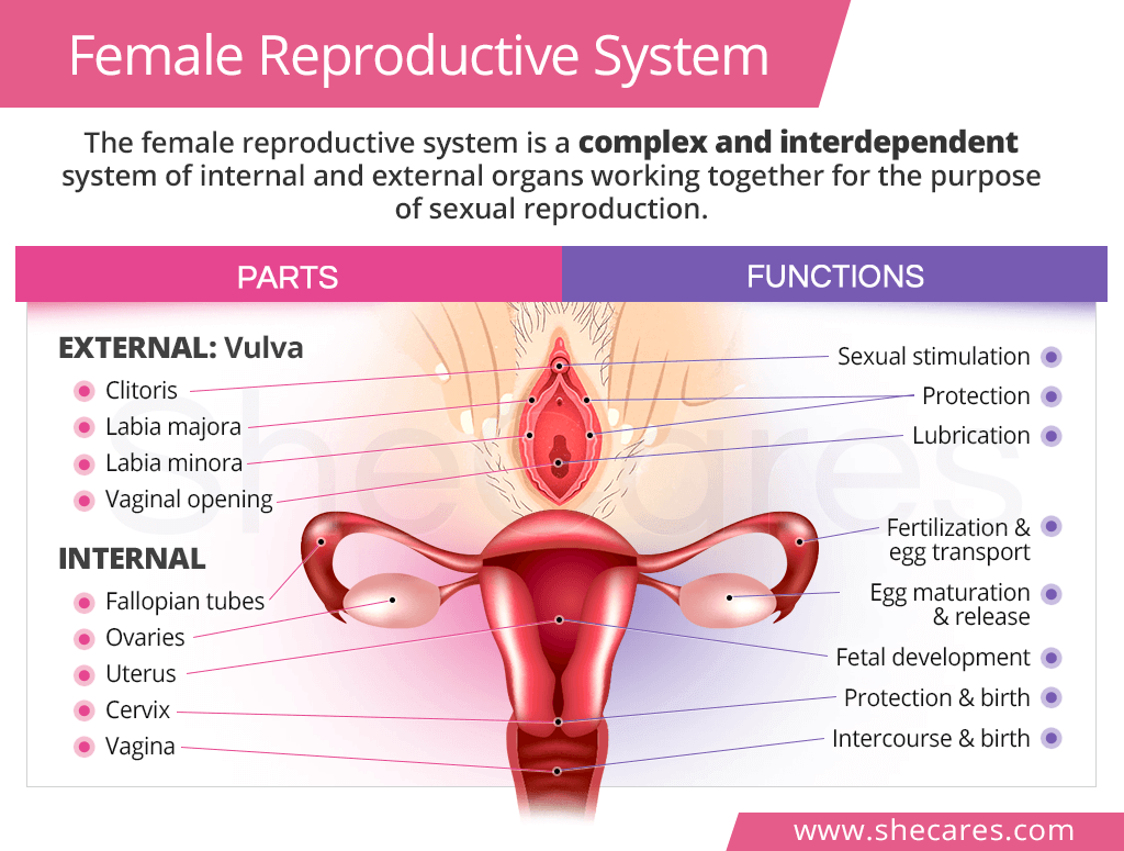 Reproductive System Physiology: Diagram