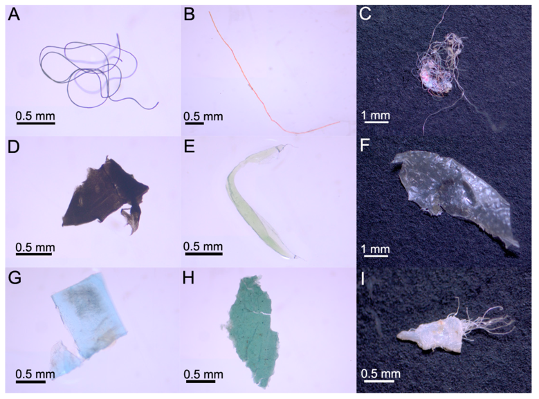 Examples of Microplastic found in fish tissues