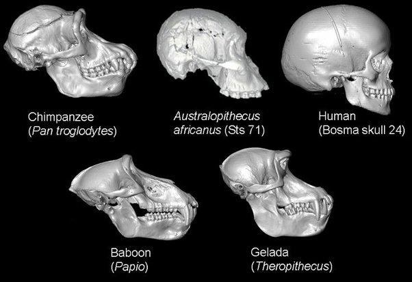 Comparison of the cranial boxes of different primate species (Grossmann)