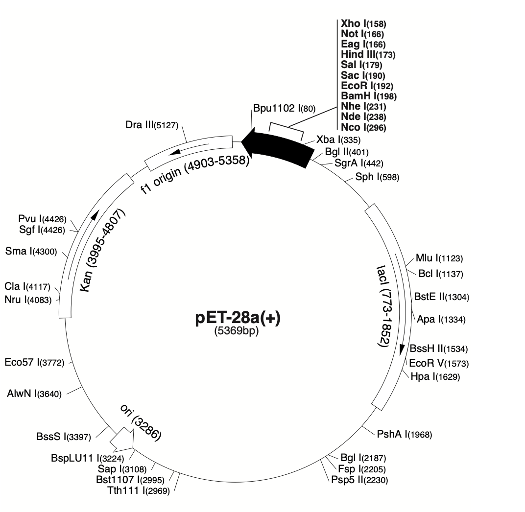 Genomic map of plasmid pET-28a 