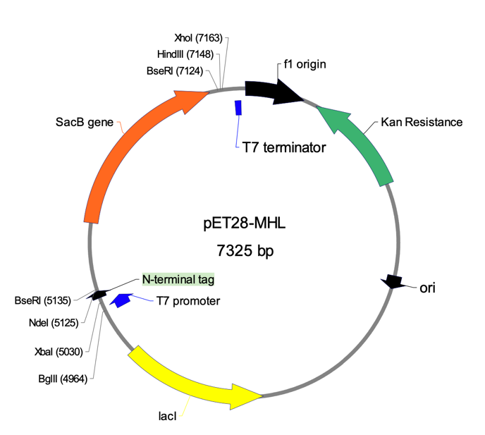 Schematic representation of plasmid sites 