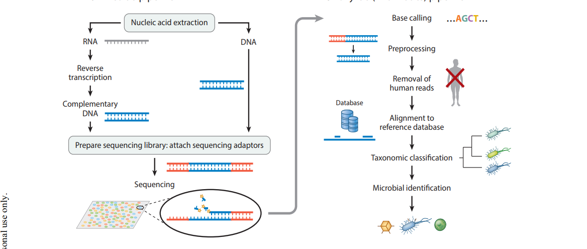 The Process of Genome Sequencing